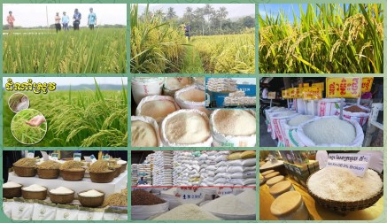 ស្រូវ-អង្ករកម្ពុជានៅតែមានគុណភាពសម្រាប់ទីផ្សារអន្តរជាតិ ឆ្នាំ២០២២ នាំចេញអង្ករ ៦៣៧ ០០៤តោន និងនាំចេញស្រូវ ៣ ៤៦៧ ៨៨៦តោន …